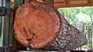 sawing mahogany stumps into solid, full-grain boards at a sawmill