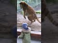 Lion VS Tiger - Tiger VS Lion - Aspin #Lion #Tiger #Animals