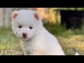 Pomsky dogs for sale: Atlas - Mini Male Pomsky → The Snow Prince - Video 1