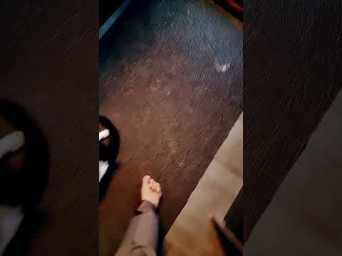 Mono #cats #catlovers #catshorts #cat #catvideos #mono