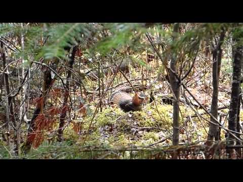 Wild Ruffed Grouse Close-up Display and Drumming