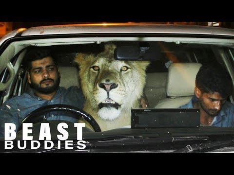 download lagu mp3 mp4 Are There Tigers In Pakistan, download lagu Are There Tigers In Pakistan gratis, unduh video klip Are There Tigers In Pakistan