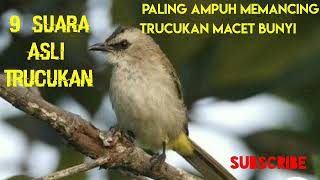 Download lagu 9 Macam Suara Trucukan Paling Ampuh Memancing Trucuk Bisu/Macet Bunyi Langsung Respon mp3 Download lagu 9 Macam Suara Trucukan Paling Ampuh Memancing Trucuk Bisu/Macet Bunyi Langsung Respon mp3