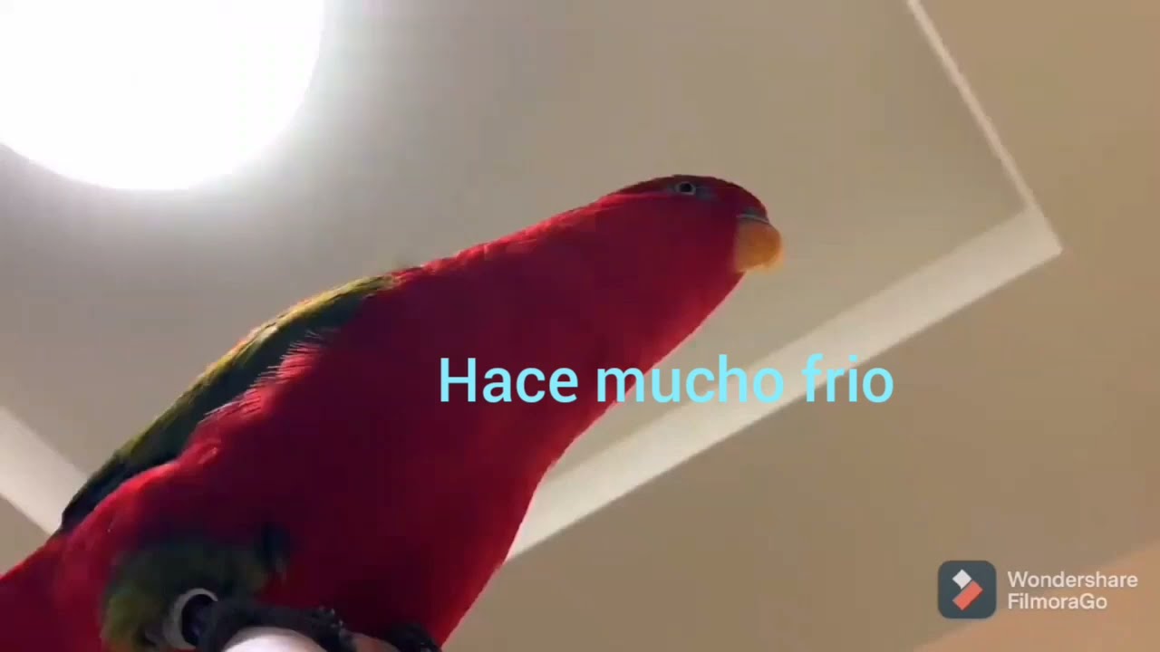 pajaro rojo meme cambio climatico