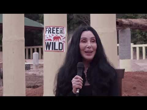 Cher helps rescue the world's loneliest elephant