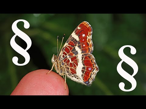 Rechtliches zur Schmetterlingszucht privat und in der Schule