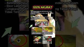 Download lagu ciri ciri pleci jantan dan betina #pleci mp3
