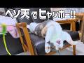 Flustered Cat S Hilarious Battle While Lying On Its Back Too Cute And Funny