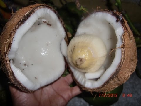  Como Preparar Aceite DE Coco EN Casa