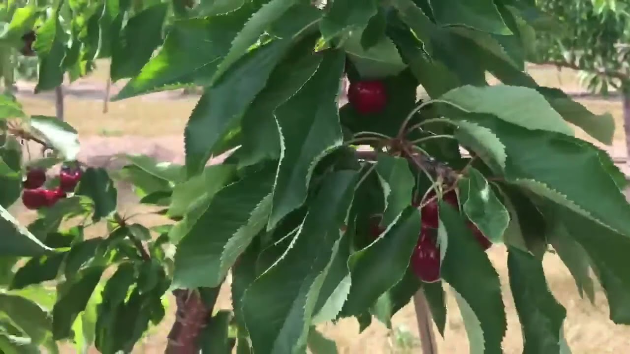 Bi Axis Sweet Cherry Training Trial