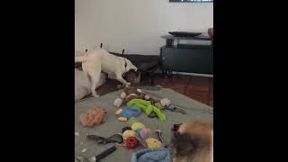 Video preview image #1 Mutt Puppy For Sale in PIPE CREEK, TX, USA