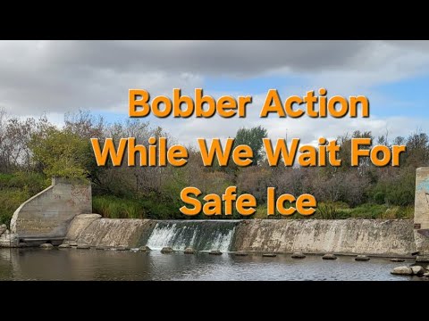 Bobber Action While We Wait For Safe Ice.