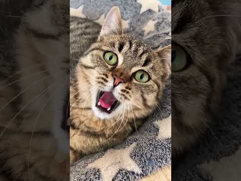 Why Does My Cat Yawn When It Sees Me?