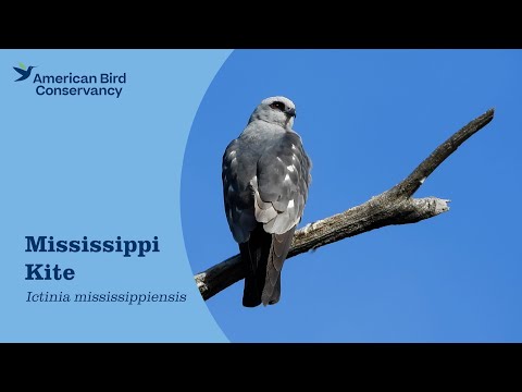 Mississippi Kite locust eater elegant flight