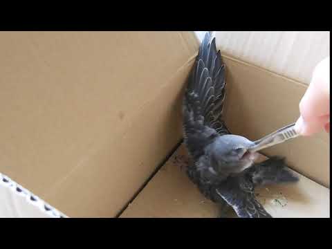 Apus apus tornseglare Wolmari Matdags