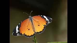 preview picture of video 'Butterfly Valley - butterfly farm and Curious Creatures - Ramsgate'