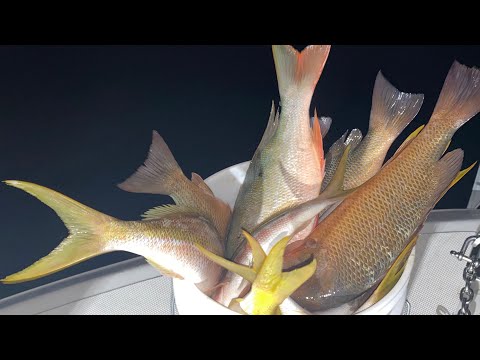 7 year old lands huge cuda and eats the freshest sashimi from our yellowtail Seaquarium