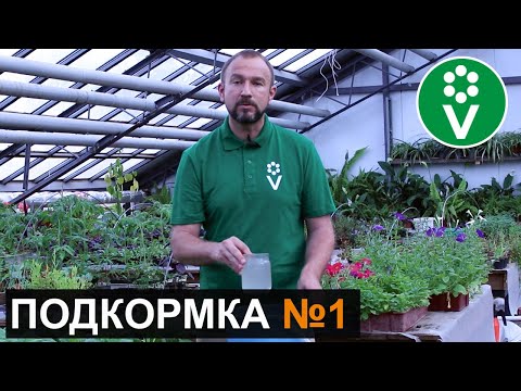 ПЕРВАЯ И САМАЯ ВАЖНАЯ ПОДКОРМКА томатов и огурцов после высадки в грунт