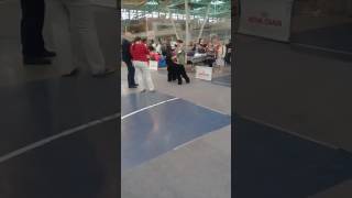 , видео 04.06.2017