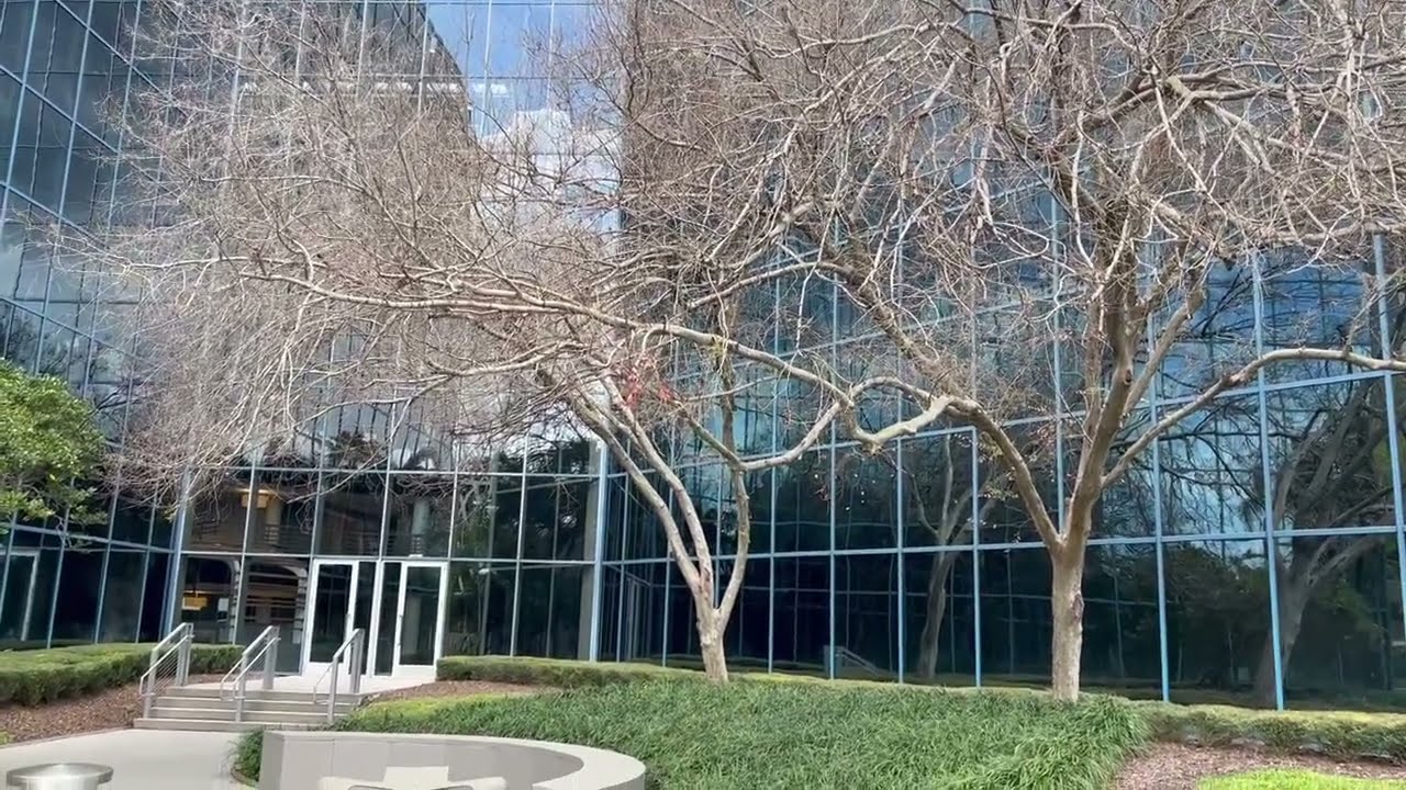 Elm Trees Against a Blue Backdrop