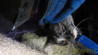 preview picture of video 'Playful Tortie Purrs'
