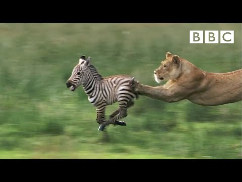 Lioness chases Zebra | Nature's Great Events - BBC One