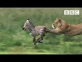 Lioness Chases Zebra Nature S Great Events BBC