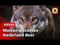 Meer wolven dan ooit, maar ze lopen allemaal door | Omroep Brabant