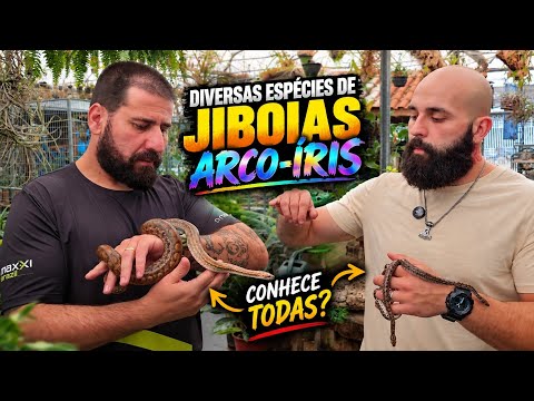 AS INCRÍVEIS JIBOIAS ARCO-ÍRIS! CONHEÇA AS ESPÉCIES 🐍😲