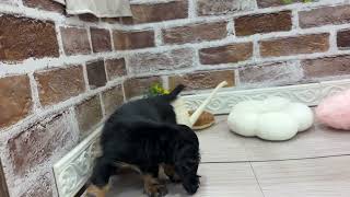 ミニチュアダックスの動画01