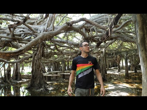 Fairy Tale Fantastic Forest 🕸 🌳 💦 The Amazing WEEPING FIG TREES of Phimai 🇹🇭