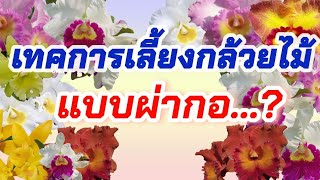 วิธีการเลี้ยงกล้วยไม้แคทลียา แบบผ่ากอปลูกใหม่ง่ายๆเพียง แค่ 3 ขั้นตอน