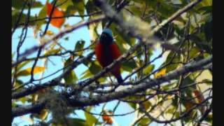 preview picture of video 'Sierra Gorda rescata Tierras Silvestres, Querétaro, MX'