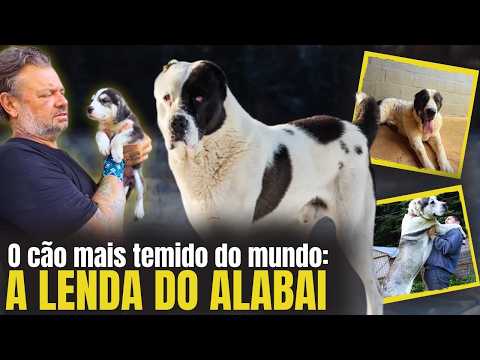 🐕‍🦺 ALABAI: The 90kg breed that gained fame as the largest guard dog