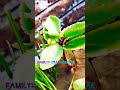 .amazing facts about bryophyllum pinnatum 🌿🌱✌doctor neet