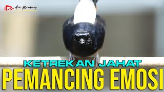 Download lagu KETREKAN JAHAT PEMANCING EMOSI MURAI BATU YANG KURANG GACOR | SHAMA BIRD mp3