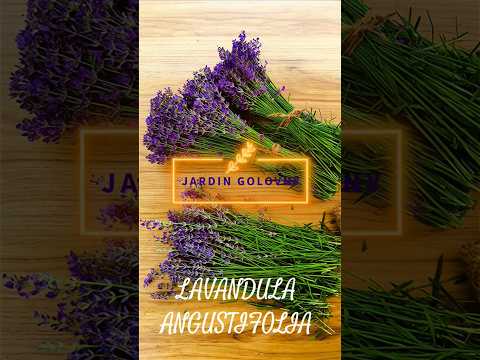 фото лаванда в горшке 0