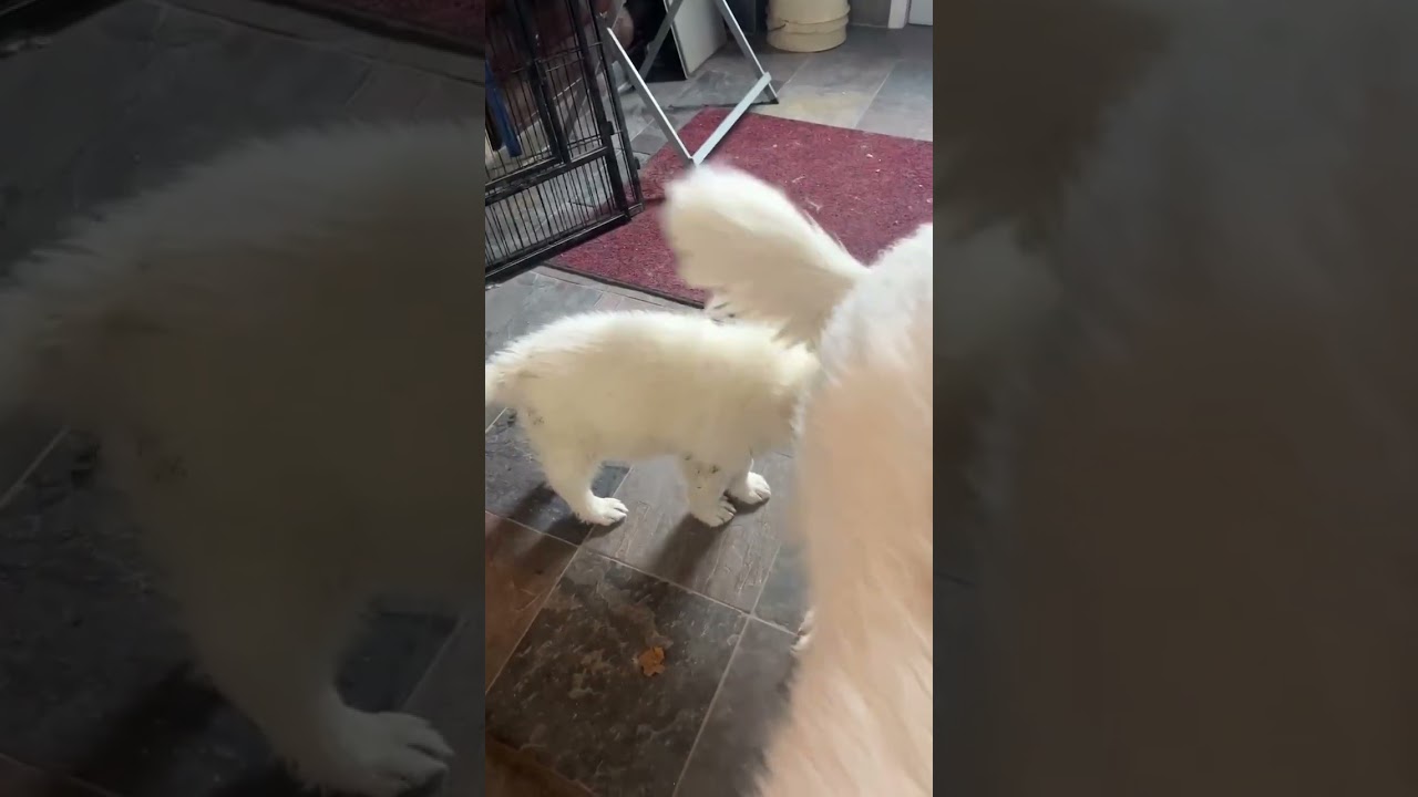 Enlarge Samuel in OH - Quietly Curious & Fun-Loving!, an adopted Great Pyrenees in Bellevue, OH video 4/4