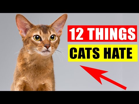 YouTube video about: Are cats afraid of heights?