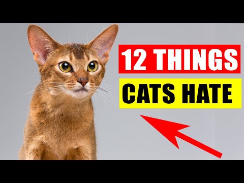 12 Things Cats Hate the Most