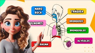 🌬️ ¿Cómo Funciona el Aparato Respiratorio? /Órganos y Funciones para Niños