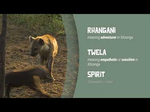 Hyena Hullabaloo! - Help us name Ribbon's second cub