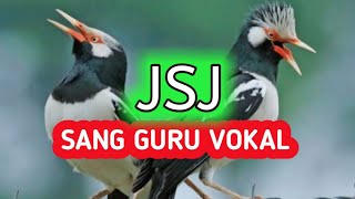 Download lagu JALAK SUREN BAHAN & ANAKAN  COBA LATIH DENGAN MASTERAN INI (SUARA UNIK & BERVARIASI) mp3
