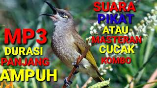 Download lagu Suara Pikat Cucak Kombo Gacor ll Masteran Cucak Kombo Paling Di Cari mp3