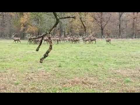 Le Val Suzenay - Parc aux Cerfs