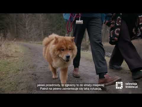 Uwaga – trutki w jedzeniu dla psów