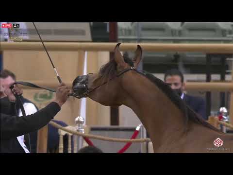 N 144 FEDAA AL AQEED   23rd Qatar National Arabian Horse Show   Yearling Fillies Class 3A