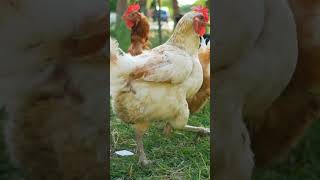 CLUCK CLUCK 🐓 PEST CONTROL with BENEFITS | Landscaping Pro Tips