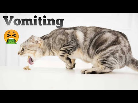 CAT VOMITING. Why cat vomiting. what type of vomiting harmful or not for our cats