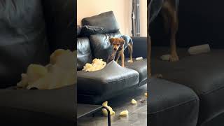 Why is this dog tearing up the sofa?  gosh ｜Till I collapse